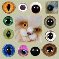 Eyes